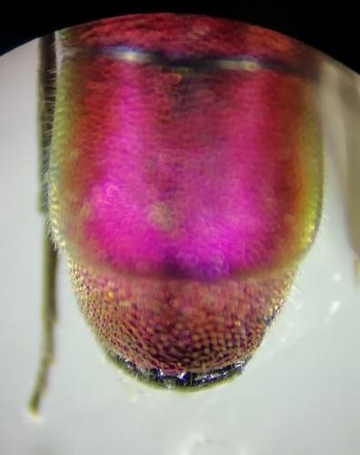 Chrysis elegans